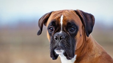 Describen las razas caninas con mayor y menor riesgo de tener cáncer