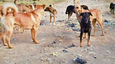 Un nuevo caso fatal provocado por el ataque de perros asilvestrados