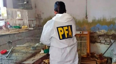 Realizan allanamientos e incautan aves destinadas a la venta para prevenir casos de psitacosis