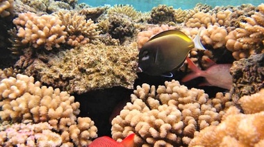 Los arrecifes de coral en peligro