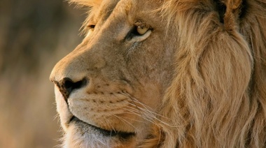 Descubren que la oxitocina hace que los leones sean menos agresivos