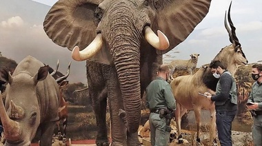 Incautaron en España más de 1.000 animales disecados