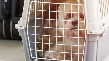 Está vigente en todo el país la Libreta Sanitaria Única Canina y Felina