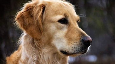 ¿Cuál es tu diagnóstico?