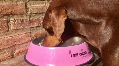 Advierten sobre los riesgos del mal manejo de los alimentos y comederos para mascotas