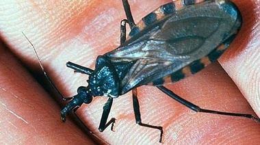 Siete de cada diez personas tienen la enfermedad de Chagas y no lo saben