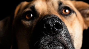 Las mascotas de los ucranianos que tuvieron que huir de su país serán atendidas gratuitamente