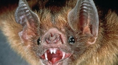 Nuevo caso de rabia paresiante