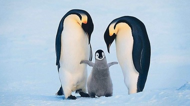 Los pingüinos poseen un estado de conservación particularmente frágil