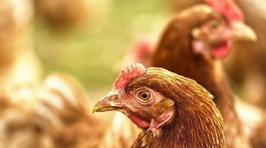 Sacrifican 70 mil gallinas en México por brote de influenza aviar