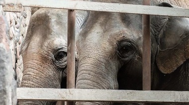 Las elefantas del ex zoológico mendocino comenzarán su viaje a un santuario de Brasil
