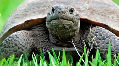 Al menos una de cada cinco especies de reptiles está amenazada de extinción