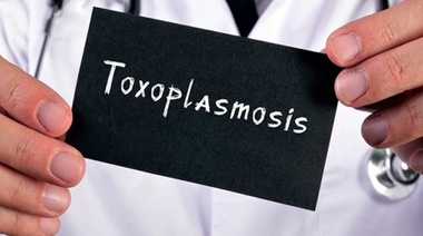 Investigadores de la UNLP trabajan en la lucha contra la toxoplasmosis