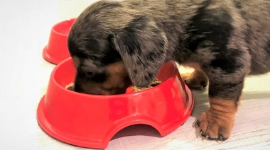 CAENA brinda recomendaciones sobre la alimentación de las mascotas