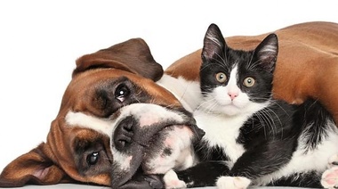 Diagnóstico y manejo de la enfermedad inflamatoria intestinal en perros y gatos