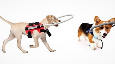 Nuevo lanzamiento: producto para perros ciegos