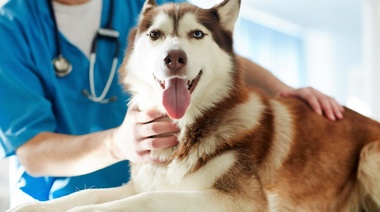 Cómo actúa la diarrea por disbacteriosis en caninos y felinos