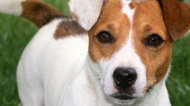 Un estudio identificó la esperanza de vida de las distintas razas caninas