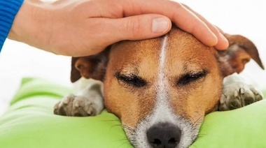 La AAHA actualizó las pautas sobre el manejo del dolor en perros y gatos