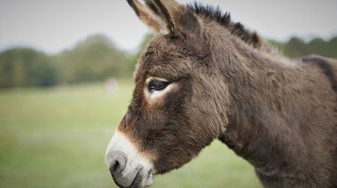 La demanda de piel de burro pone en amenaza a estos équidos