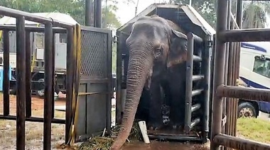 Pocha y Guillermina finalmente llegaron al Santuario de Elefantes Brasil