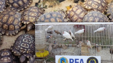 Hallan 300 aves y reptiles en una casa de Los Hornos