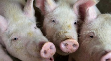 Pautas para prevenir la triquinosis