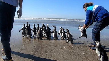 18 pingüinos fueron rehabilitados y regresados al mar en San Clemente