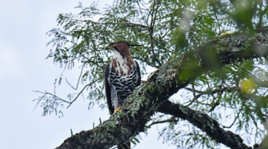 Lanzan el "Proyecto Águilas de Misiones"