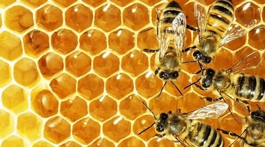 "Más miel todo el año"