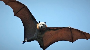 La falsa "mala fama" de los murciélagos