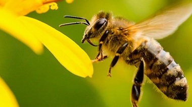 Los virus ponen en riesgo a la abeja melífera