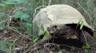 Liberan tortugas en el Parque Nacional El Impenetrable