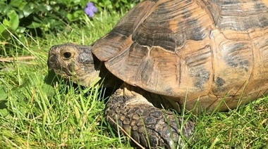 Tortugas cautivas: Factores de riesgo durante y después de la brumación