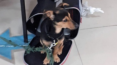 Finalmente Coco no será deportado y quedará en cuarentena