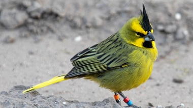 Liberan cardenales amarillos con transmisores solares para poder monitorearlos