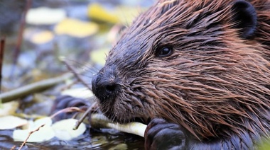 Buscan controlar las especies exóticas invasoras