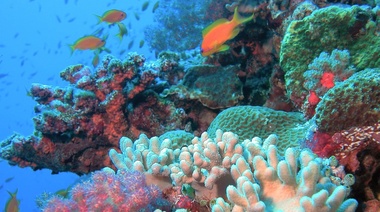 Los arrecifes de coral podrían desaparecer a finales del siglo