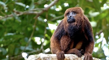 "Las especies de monos de Argentina no transmiten, ni participan en el ciclo de transmisión de la viruela del mono"