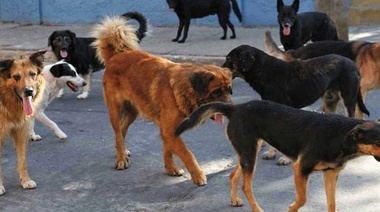 OMSA: "Es necesario intensificar la gestión de la población canina para eliminar la rabia"