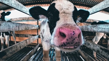 Investigación conjunta entre la FCV de la UNLP y la Universidad Británica de Bristol