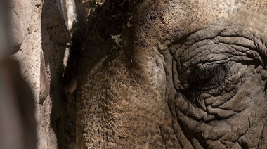 Los dos elefantes que quedan en el ex zoológico de Mendoza también viajarán al Santuario de Brasil