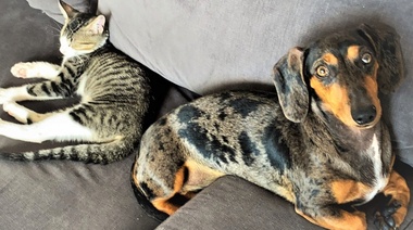 Evalúan la situación actual de la resistencia antimicrobiana en animales de compañía