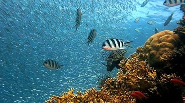 Revitalizar los océanos a través de la acción colectiva