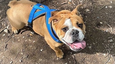 Los bulldogs ingleses tienen más del doble de probabilidades de tener problemas de salud