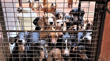 Clausuran un criadero ilegal en CABA y rescatan 55 perros de la raza Dachshund