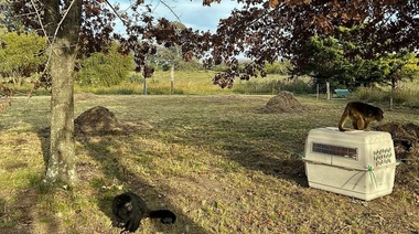 Trasladan a un santuario natural a dos monos carayá rescatados en la costa atlántica