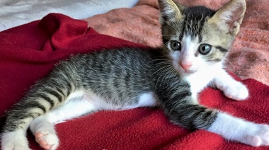 Los gatos FIV+ tienen mayor riesgo de ser positivos para Leishmania en áreas endémicas