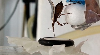 El CONICET realizó un estudio en vinchucas de gran importancia para el desarrollo de repelentes contra insectos vectores de enfermedades