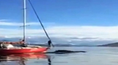Identificaron al velero que embistió una ballena en Tierra del Fuego